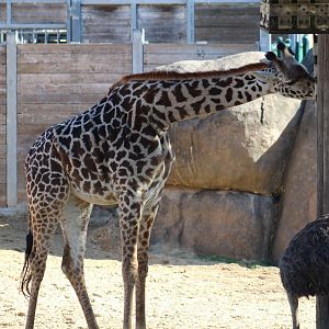 Masai Giraffe