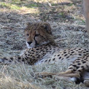 South African Cheetah