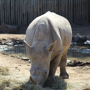 Southern White Rhinoceros