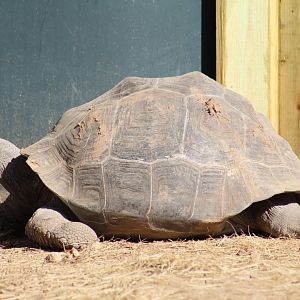 Volcán Darwin Giant Tortoise