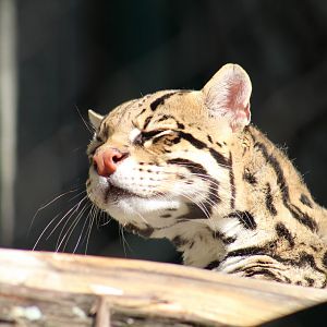 Ocelot