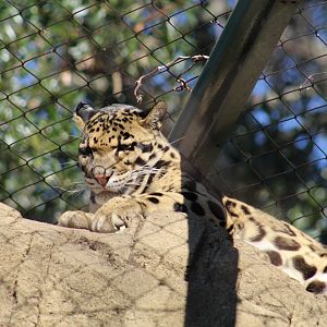 Clouded Leopard