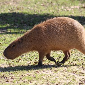 Capybara