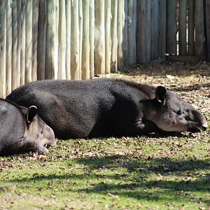 Baird's Tapir