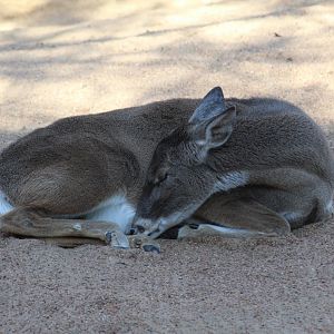 Texas White-Tailed Deer