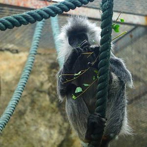Indo-Chinese silver langur