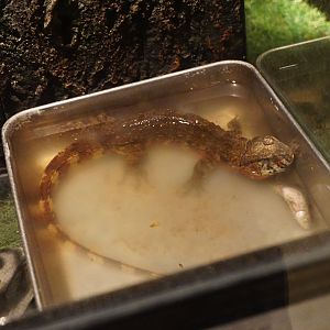 Chinese crocodile lizard