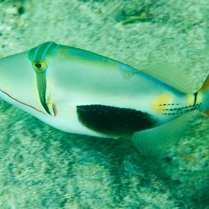 Blackbelly Triggerfish
