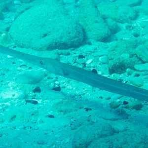 Cornetfish