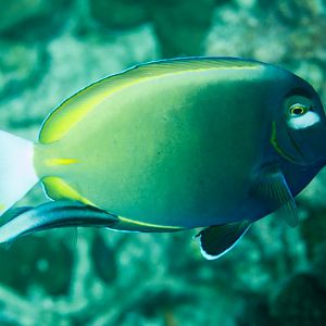 White-cheeked Surgeonfish being cleaned by Bicolor Cleaner