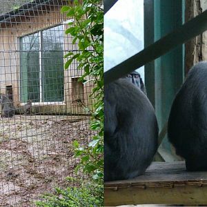 Mandrills and Macaques, February 2018