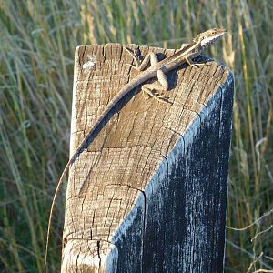Australian Lizard