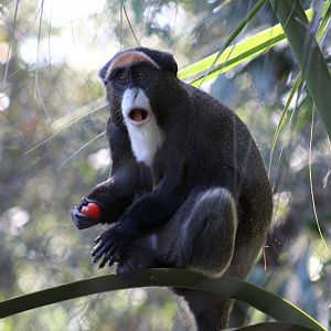 De Brazza's Monkey