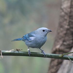 Blue-Grey Tanager
