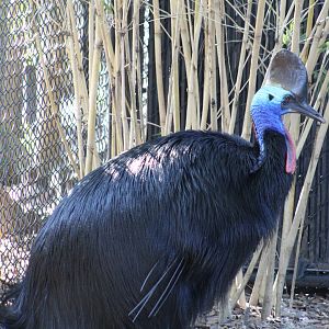 Double-Wattled Cassowary