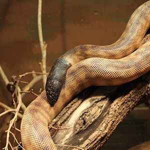 Black-Headed Python