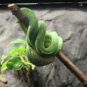 Green Tree Python