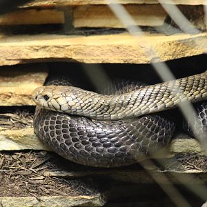 Forest Cobra