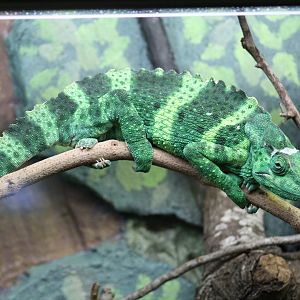 Meller's Chameleon