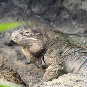 Anegada Ground Iguana