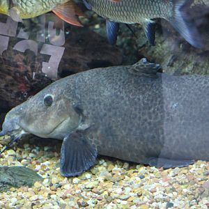Giraffe Catfish??