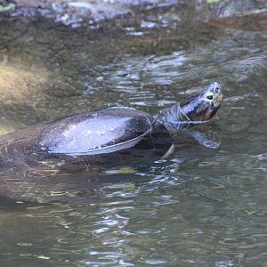 Bornean River Turtle??