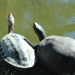 Painted Batagur & ??