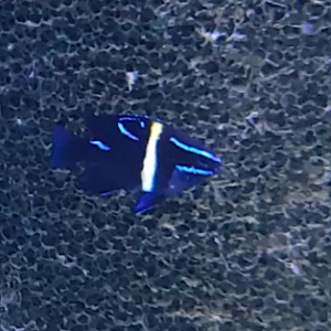 Blue-velvet damselfish - Neoglyphidodon oxydon