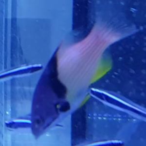 Bondianus mesothorax