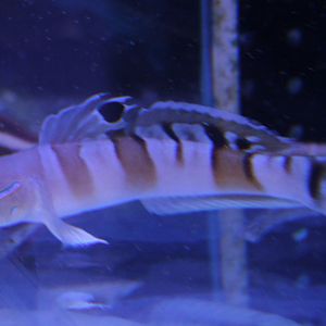 Ward's sleeper - Valenciennea wardii