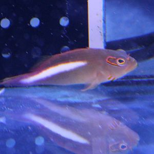 Paracirrhites arcatus