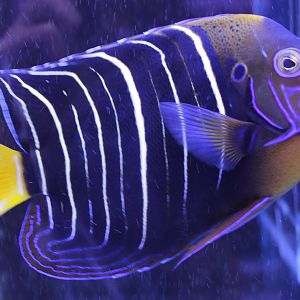 Pomacanthus chrysurus