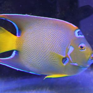 Holacanthus ciliaris