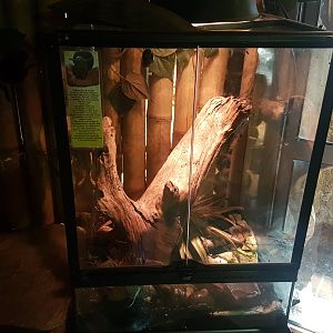 Enclosure African giant land-snail