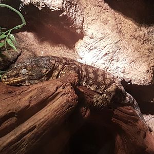 Rhacodactylus leachianus