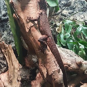 Uranoscodon superciliosus