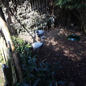 Enclosure Demoiselle crane