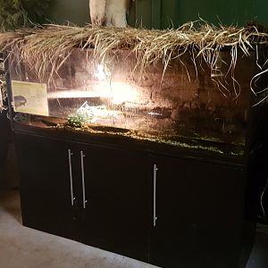 Enclosure Amphiuma tridactylum