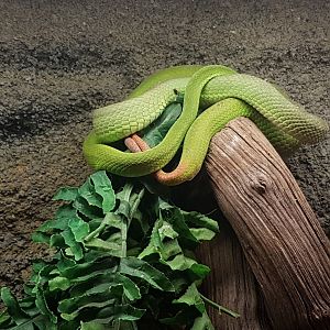 White-lipped pitvipers - Cryptelytrops albolabris