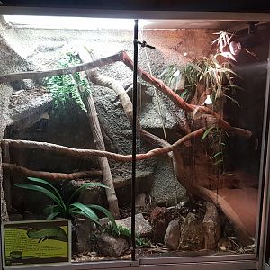 Enclosure White-lipped pitviper