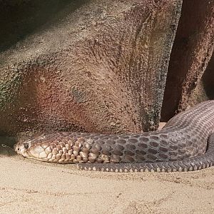 Egyptian cobra