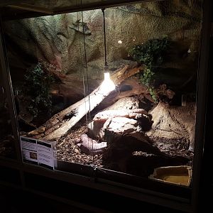 Enclosure Red tegu