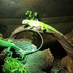 Fiji iguanas