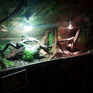 Enclosure Fiji iguana