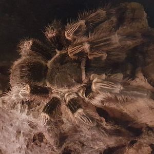 Grammostola pulchripes