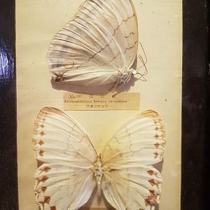 Butterfly-specimens