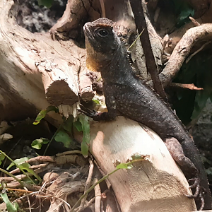 Uranoscodon superciliosus