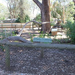 Red-necked Pademelon enclosure