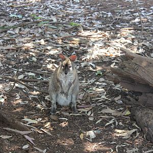 Red-necked Pademelon (Thylogale thetis)