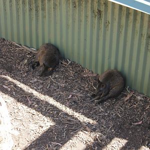 Red-bellied Pademelon (Thylogale billardierii)